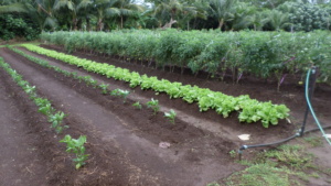 Maraichage à Wallis