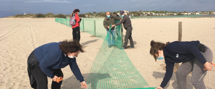 Sérignan-Portiragnes. Ils posent des filets pour protéger les oiseaux menacés de disparition