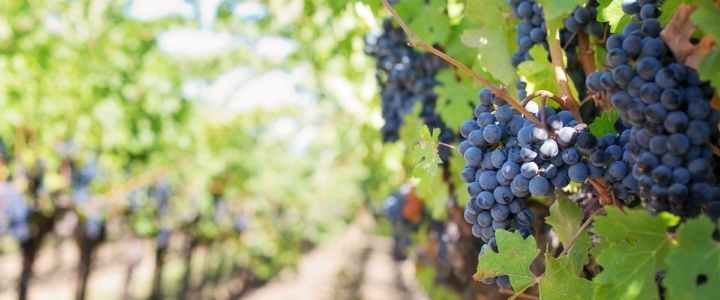 Occitanie. Une étude s’intéresse à l’exposition aux pesticides autour des vignes