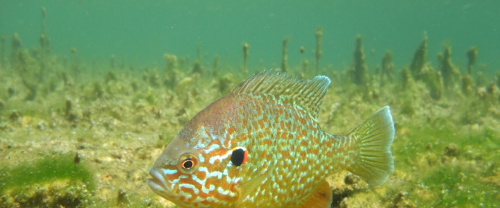 Au fil de l’eau – Qu’est-ce que la biodiversité ?