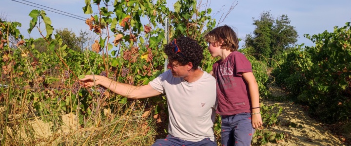 St-André, Montagnac. « Des vendanges dès le 10 août, je n’ai jamais fait ça en vingt ans de carrière. »