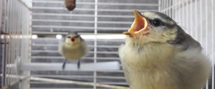 Villeveyrac. Deux soigneuses pour 3.000 animaux par an : le cri d’alerte du centre de soin de la faune sauvage