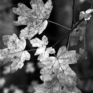 Les arpenteurs poétiques – Sonate d’automne