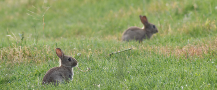 A l’est de Montpellier, des renardeaux pour lutter contre la prolifération des lapins