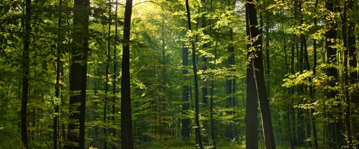 Un fil au débat : 20000 ans ou la grande histoire de la nature !