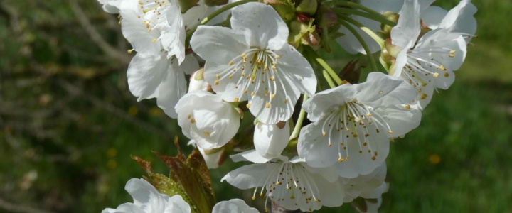 Avril: plantation, protection contre les gelées tardives