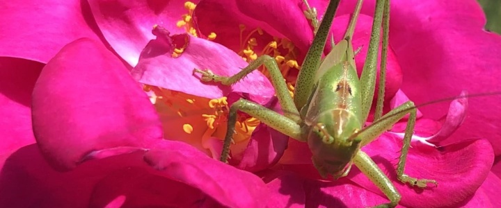 Vivre ici – Florilège de printemps 17 et 18 mai 2025 à la Roseraie de Lacoste.