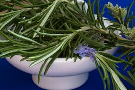 BIEN DANS SA PEAU, BIEN DANS SA TÊTE – Les plantes, ces amies qui nous veulent du bien