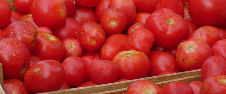 La rentrée au potager