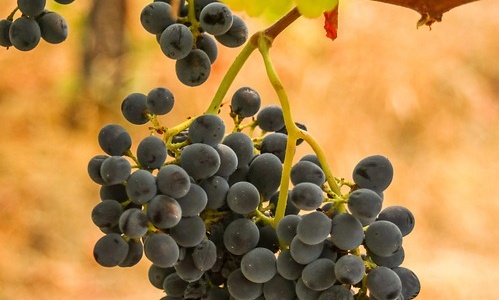 série La viticulture héraultaise