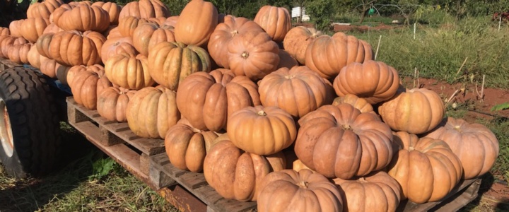 En octobre, pomme au verger, noix dans le panier
