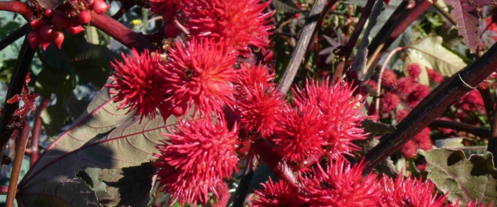 Le bio: une pratique quotidienne pour  une alimentation saine Le bio: une pratique quotidienne pour  une alimentation saine