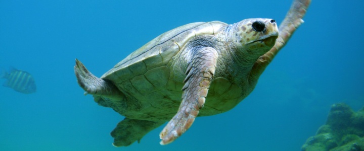Un fil au débat – Elles ont survécu à cinq grandes extinctions de masse. Qu’en sera-t-il de la sixième?