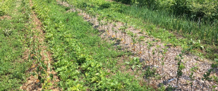 Décembre de froid trop chiche, ne fait pas le paysan riche