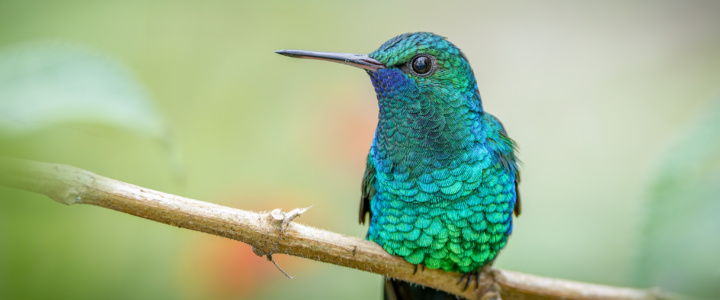 LaboRadio – La faune et flore de Guyane à travers l’objectif de Julien Rouard