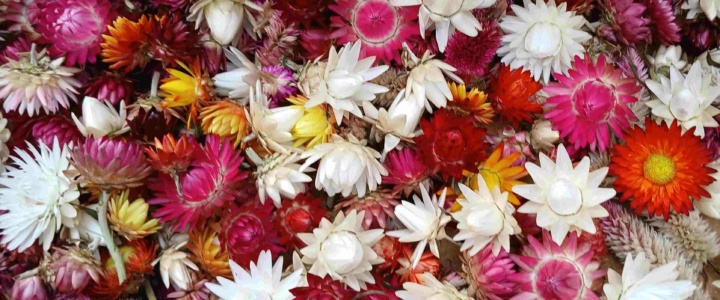 Gelées en janvier, blé au grenier