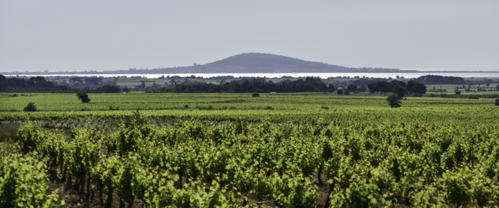 Le PICPOUL DE PINET, Son Terroir, c&rsquo;est la Mer (Méditerrannée) !