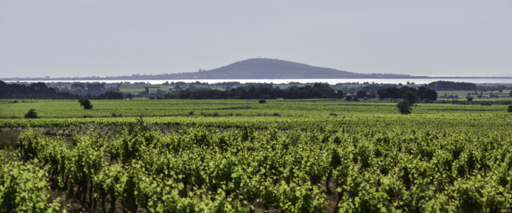 Le PICPOUL DE PINET, Son Terroir, c&rsquo;est la Mer (Méditerrannée) !