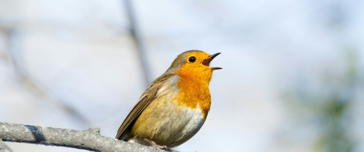 BIEN DANS SA PEAU, BIEN DANS SA TÊTE – Chanter rend heureux !
