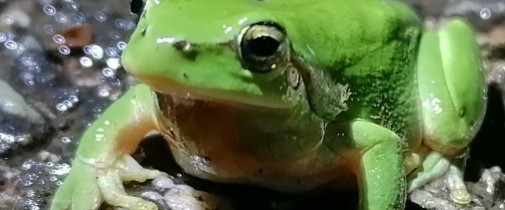 Vivre ici : Sauver les amphibiens de notre territoire contre les mortalités routières