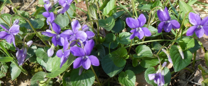 Les fleurs d’avril ne tiennent qu’à un fil Les fleurs d’avril ne tiennent qu’à un fil