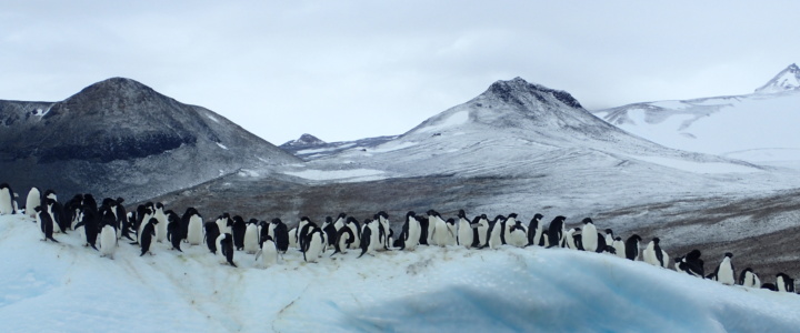 Chronique Antarctique 5 : A la rencontre des manchots Adélie du Cap Crozier