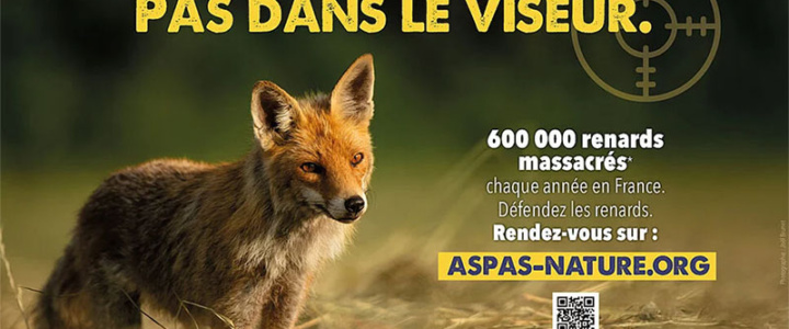 Faune Sauvage – 1ère émission l’Aspas et le Renard Faune Sauvage – 1ère émission l’Aspas et le Renard